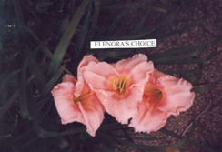 Elenora's Choice