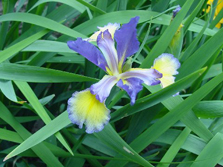Adriatic Blue (Spuria)