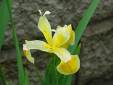 Giuseppe (Spuria)
