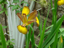 Cinnamon Stick (Spuria)