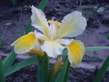 Unidentified (Spuria)