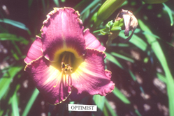 Optimist